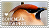 I love Bohemian Waxwings by WishmasterAlchemist