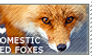 I love Domestic Red Foxes