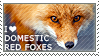 I love Domestic Red Foxes