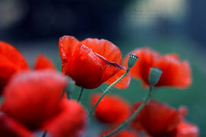 Failed To Warm My Heart