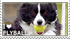 I love Flyball