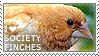 I love Society Finches by WishmasterAlchemist