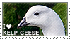 I love Kelp Geese