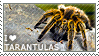 I love Tarantulas
