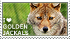 I love Golden Jackals