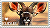 I love Kudus