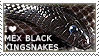 I love Mexican Black Kingsnakes by WishmasterAlchemist