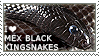 I love Mexican Black Kingsnakes