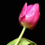 Tulip for You