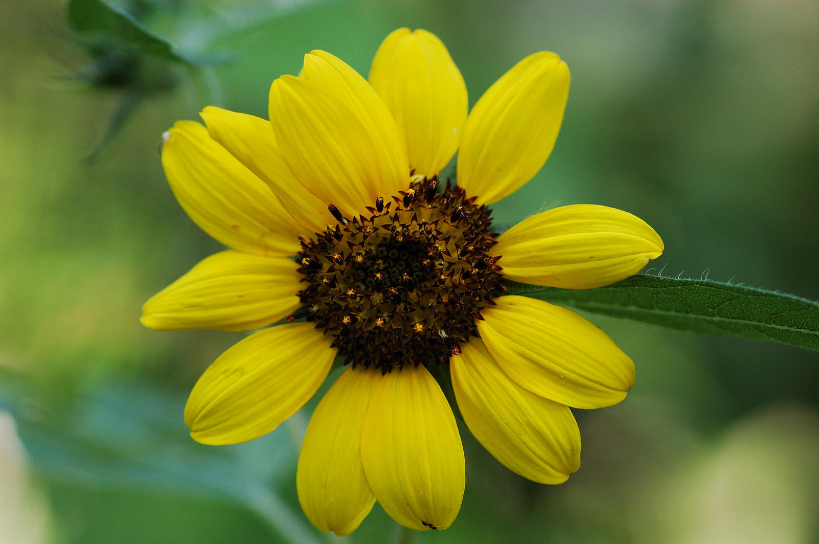 Prickly Sunflower