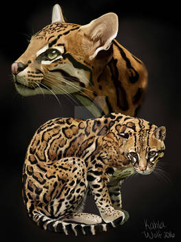 Ocelot (Leopardus pardalis)