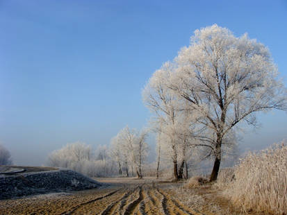 Embraced in Frost