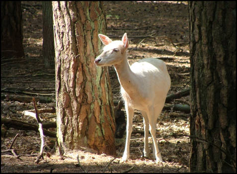White fallow deer