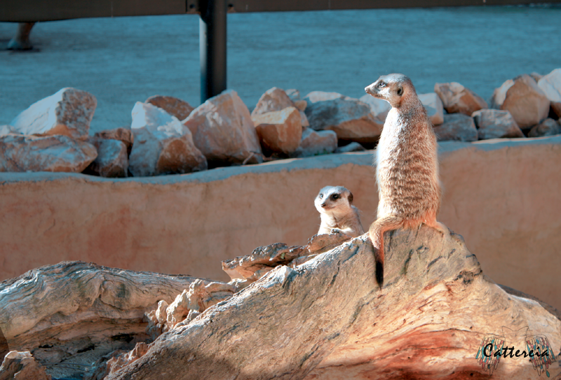 Meerkats