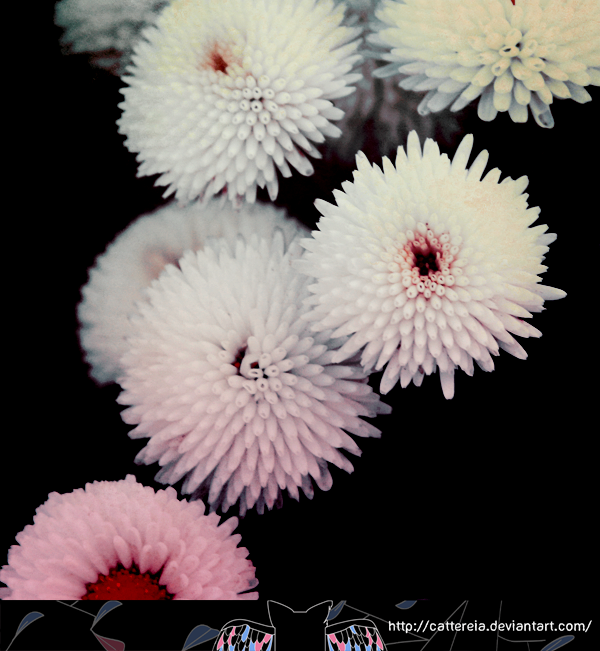 Colourful Dahlias