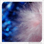 Feathered Bokeh by Cattereia