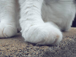 Paw 2