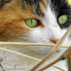 Goldie in the grass 2