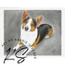 Corgi - Sold