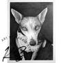 Grandmas Dog - Sold
