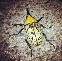 Hercules Beetle