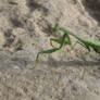 Praying Mantis