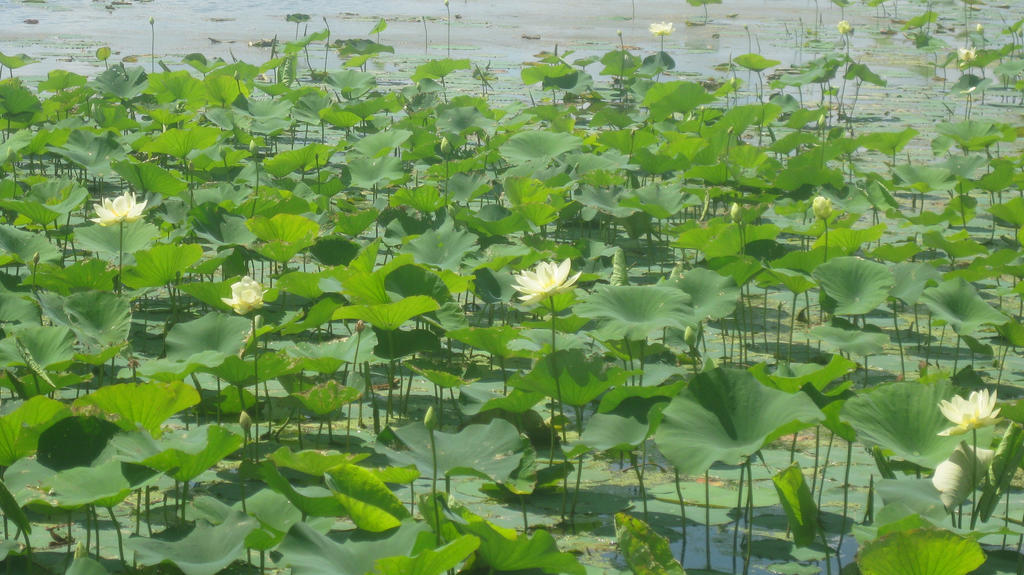 Lily Pads