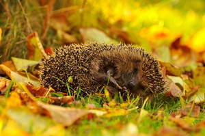 Hedgehog. by Fiedka Hedgehog. by Fiedka