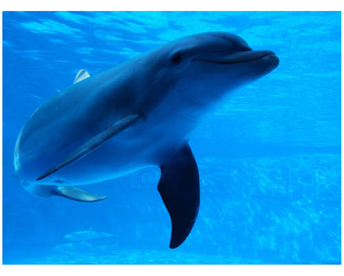 dolphin