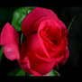 Red Rose