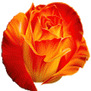 OrangeRose