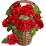 Judina's roses