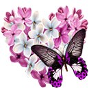 Love of Butterfly