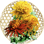 Chrysanthemums in Autumn