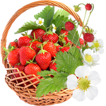 Strawberry Flowers
