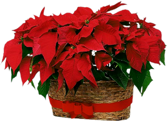 ChristmasFlowers by KmyGraphic