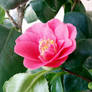 My Camellia
