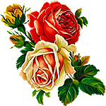 Roses for you