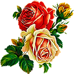 Roses for you by KmyGraphic