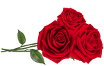 Roses for you by KmyGraphic