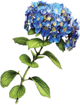 Blue Hydrangea by KmyGraphic