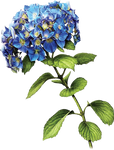 Blue Hydrangea by KmyGraphic