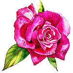 Rosa color by KmyGraphic on DeviantArt