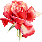 Welcomerose by KmyGraphic