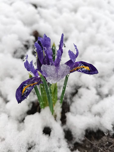 Spring