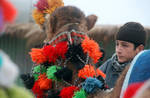 Decorated camel and his driver