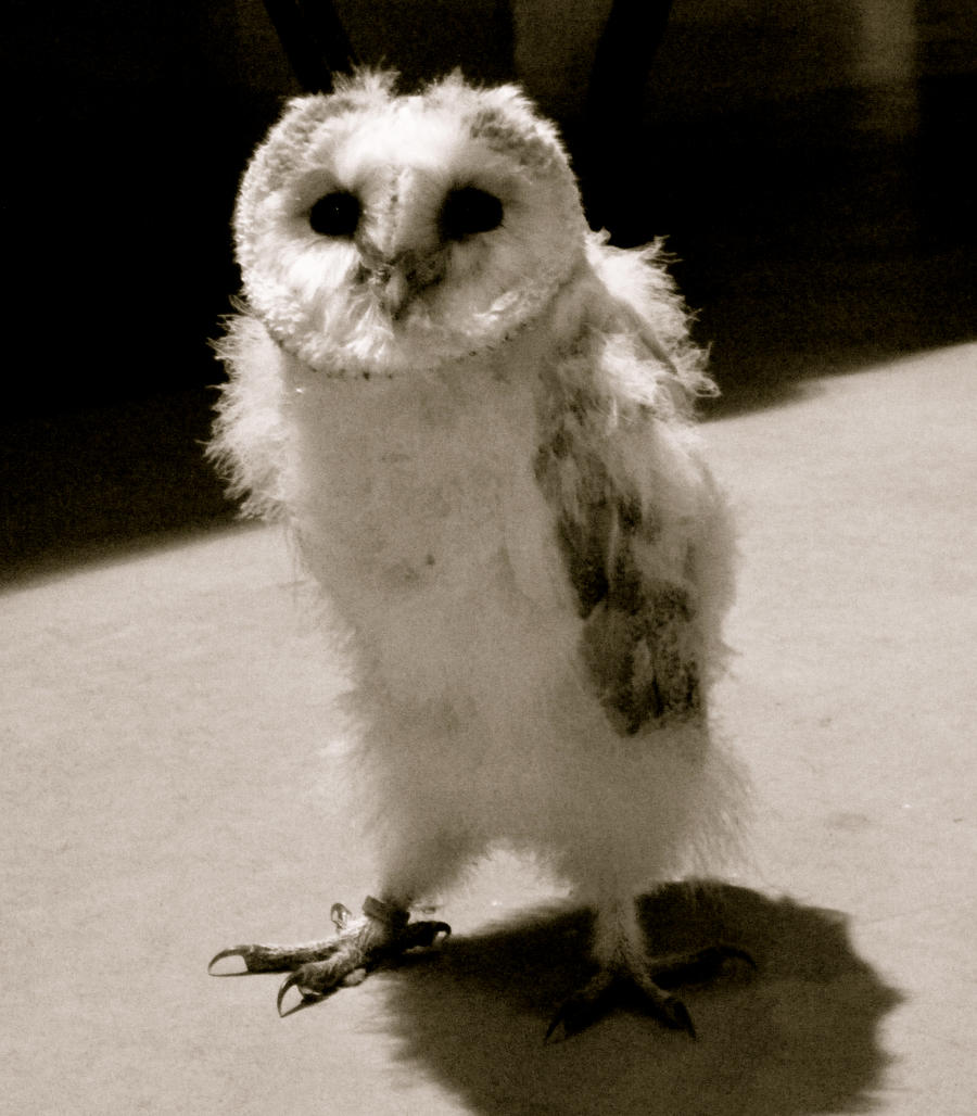 orphaned Barn Owl