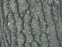 Stock Bark