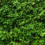 Stock Cedar Hedge 1