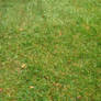 Stock Grass 1